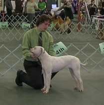 Jemm's American Bulldogs